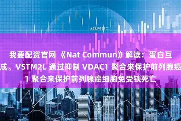 我要配资官网 《Nat Commun》解读：蛋白互作影响二聚体形成。VSTM2L 通过抑制 VDAC1 聚合来保护前列腺癌细胞免受铁死亡